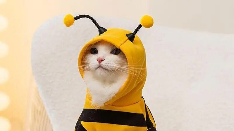 Bee Costume Hoodie for Pets